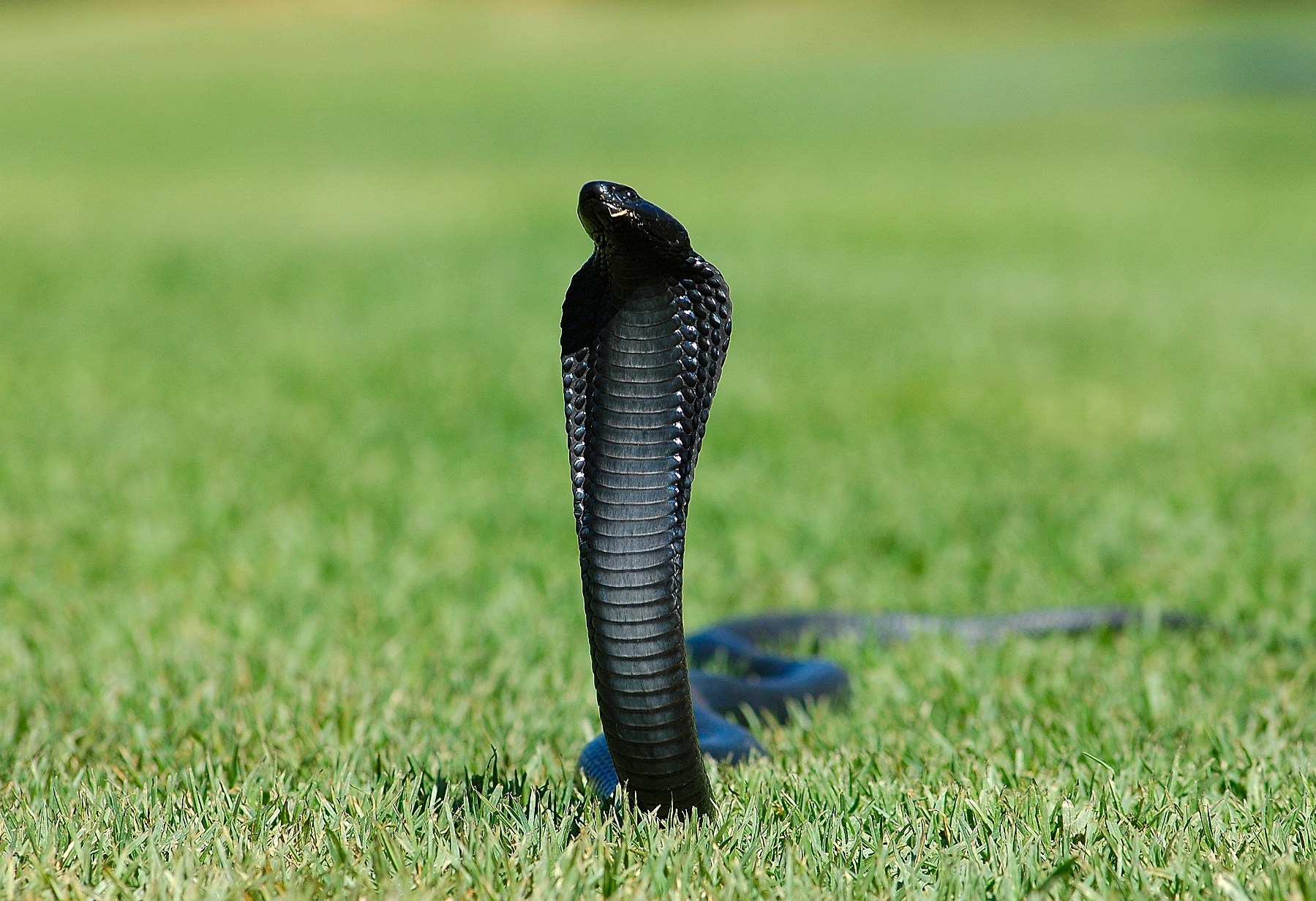 blackcobrasnake